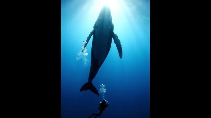 乔四爷的电影 - 深蓝星球：探索海洋深处的未知世界